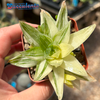 Haworthia cuspidata variegata