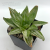 Haworthia cuspidata variegata