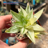 Haworthia cuspidata variegata
