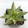 Haworthia cuspidata variegata