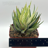 Haworthia attenuata 'Blonde'