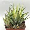 Haworthia attenuata 'Blonde'