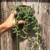 Senecio peregrinus 'String of Dolphins'