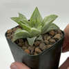 Haworthia 'Milky Way'
