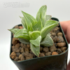 Haworthia 'Milky Way'