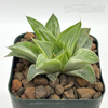 Haworthia 'Milky Way'