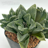 Haworthia pygmaea x 'Bev's Wonder'