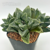 Haworthia pygmaea x 'Bev's Wonder'