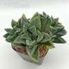Haworthia pygmaea x 'Bev's Wonder'