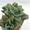 Haworthia pygmaea x 'Bev's Wonder'