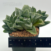 Haworthia pygmaea x 'Bev's Wonder'
