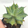 Agave potatorum 'Becky'