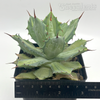 Agave potatorum 'Becky'