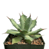 Agave potatorum 'Becky' for sale at East Austin Succulents