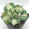 Agave isthmensis 'Ohi Raijin Shiro Nakafu'