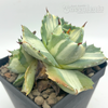 Agave isthmensis 'Ohi Raijin Shiro Nakafu'
