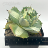 Agave isthmensis 'Ohi Raijin Shiro Nakafu'
