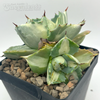 Agave isthmensis 'Ohi Raijin Shiro Nakafu'