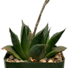 Haworthia cv. truncata x Silver Wedding