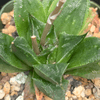 Haworthia cv. truncata x Silver Wedding