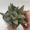 Tulista pumila