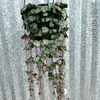 String of Hearts (Ceropegia woodii)