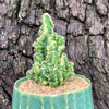 Acanthocereus tetragonus (dwarf form) "Variegated Fairy Castle"