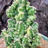 Acanthocereus tetragonus (dwarf form) "Variegated Fairy Castle"
