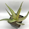 Aloe 'Vito' x vera barbadensis variegata