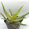 Aloe 'Vito' x vera barbadensis variegata