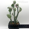 Pedilanthus tithymaloides variegata 'Jade Slippers'