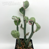 Pedilanthus tithymaloides variegata 'Jade Slippers'