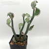 Pedilanthus tithymaloides variegata 'Jade Slippers'