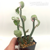 Pedilanthus tithymaloides variegata 'Jade Slippers'