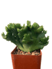 Euphorbia alluaudii crested