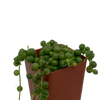 String of Pearls (Senecio rowleyanus) [small]