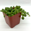 Senecio rowleyanus 'String of Pearls'