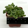 Senecio rowleyanus 'String of Pearls'