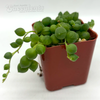 Senecio rowleyanus 'String of Pearls'