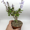 Plectranthus ernstii