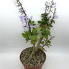Plectranthus ernstii