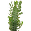 Euphorbia trigona white variegated
