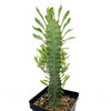 Euphorbia trigona white variegated