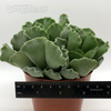 Adromischus cristatus