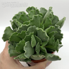Adromischus cristatus