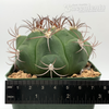 Gymnocalycium pflanzii