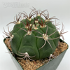 Gymnocalycium pflanzii