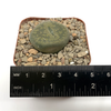 Lithops 'Living Stone'