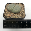 Lithops 'Living Stone'