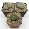 Lithops 'Living Stone'